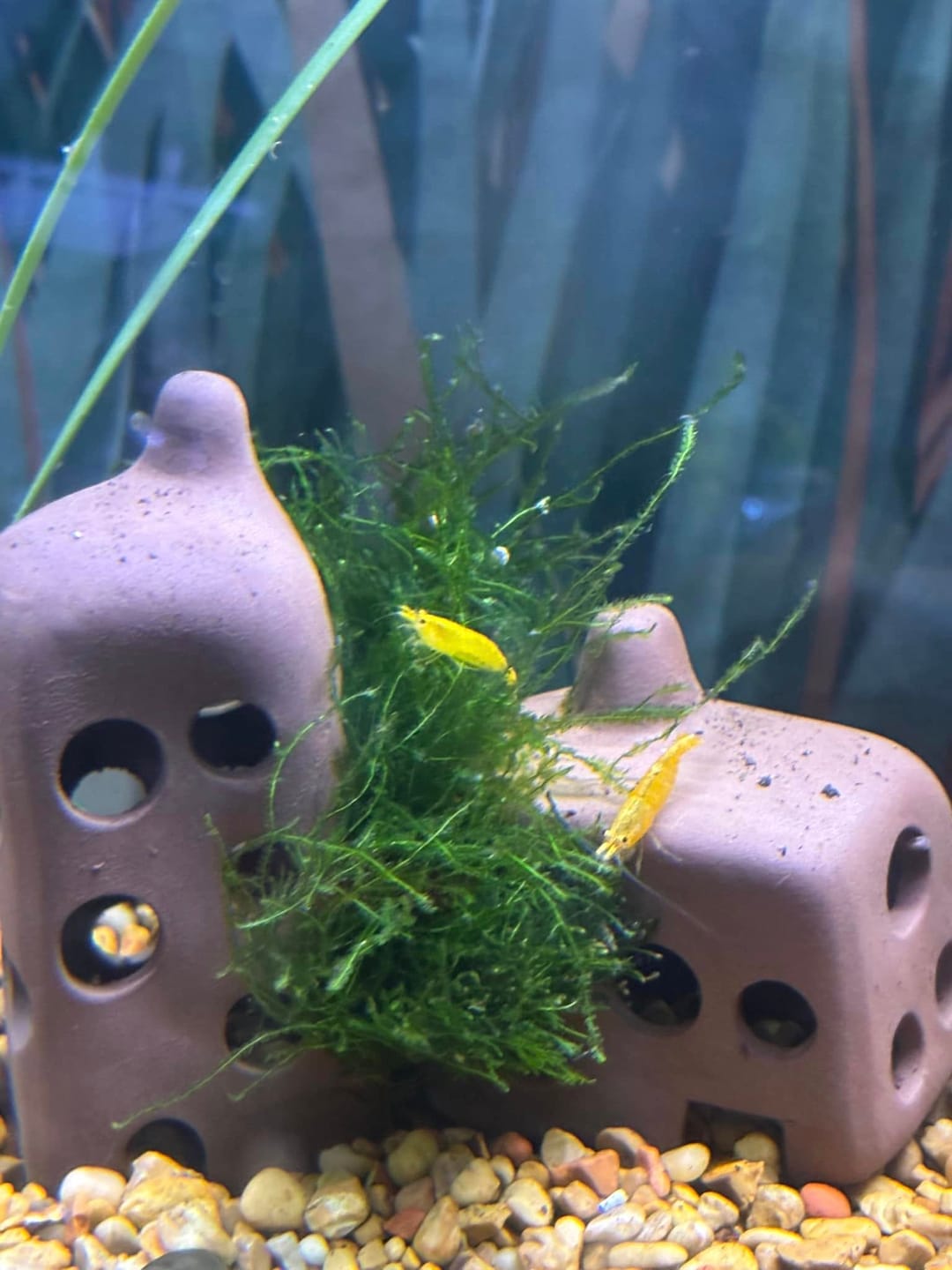 Customer photo review of Golden Neocaridina Shrimp