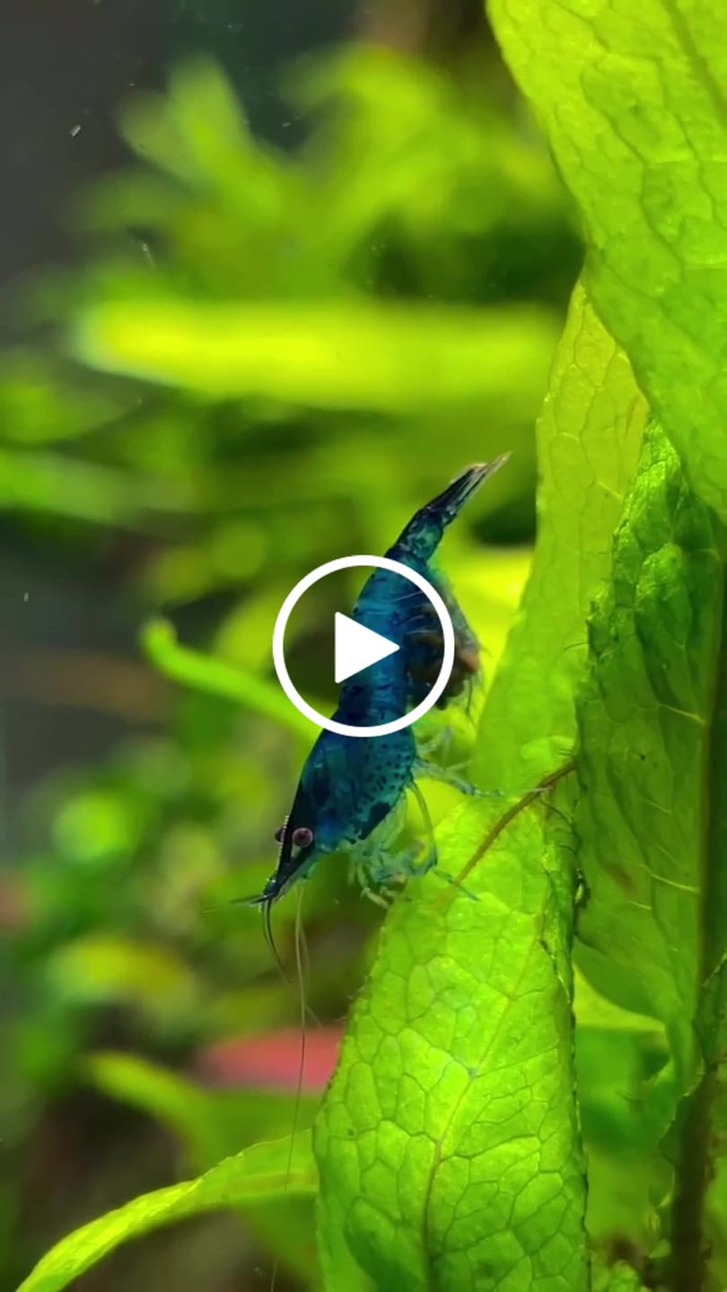 Customer video review of Blue Dream Neocaridina Shrimp