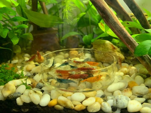 Customer photo review of Mixed High Grade Neocaridina Shrimp