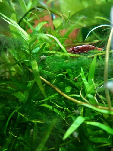 Customer photo review of Dark Bloody Mary Neocaridina Freshwater Shrimp