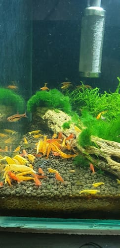 Customer photo review of Yellow Golden Back Neocaridina Shrimp