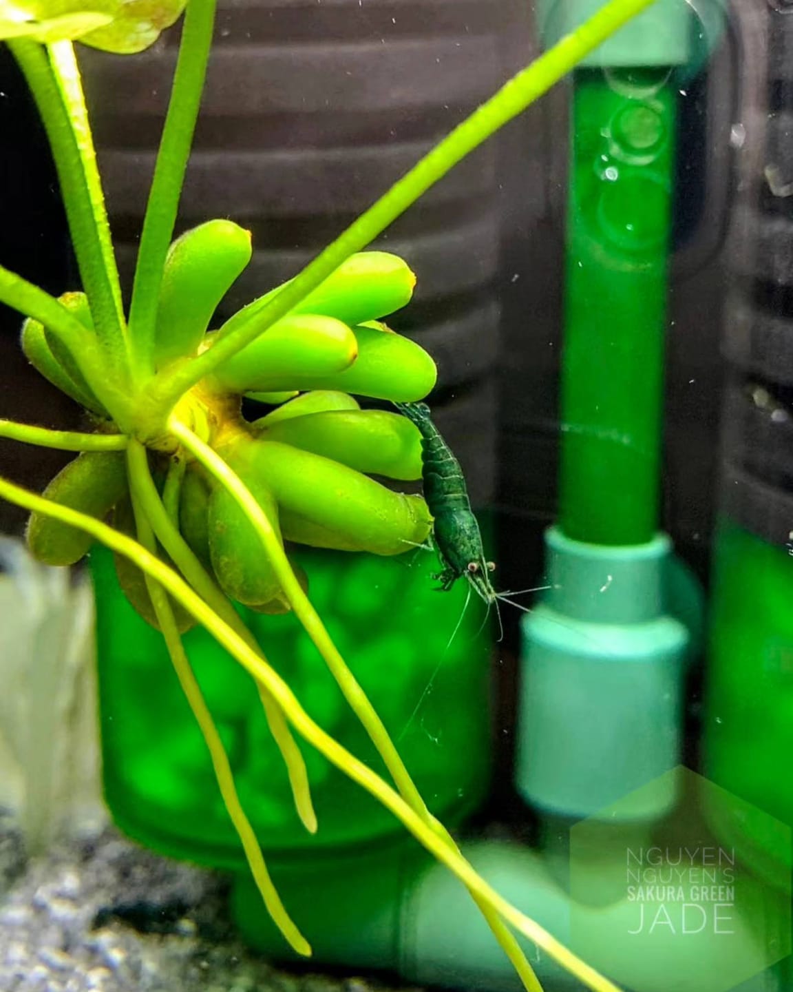 Customer photo review of Green Jade Neocaridina Shrimp