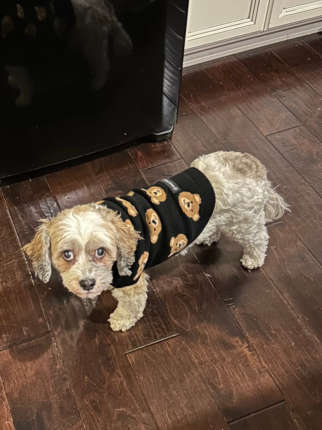 Customer photo review of Broken Teddy Bear Knit Dog Sweater - Black