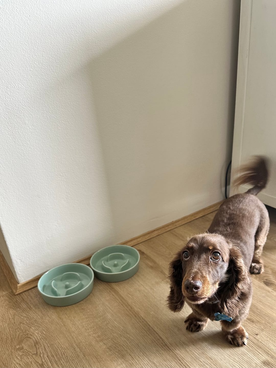 Customer photo review of Ceramic Slow Feeder Pet Bowl for Dogs and Cats