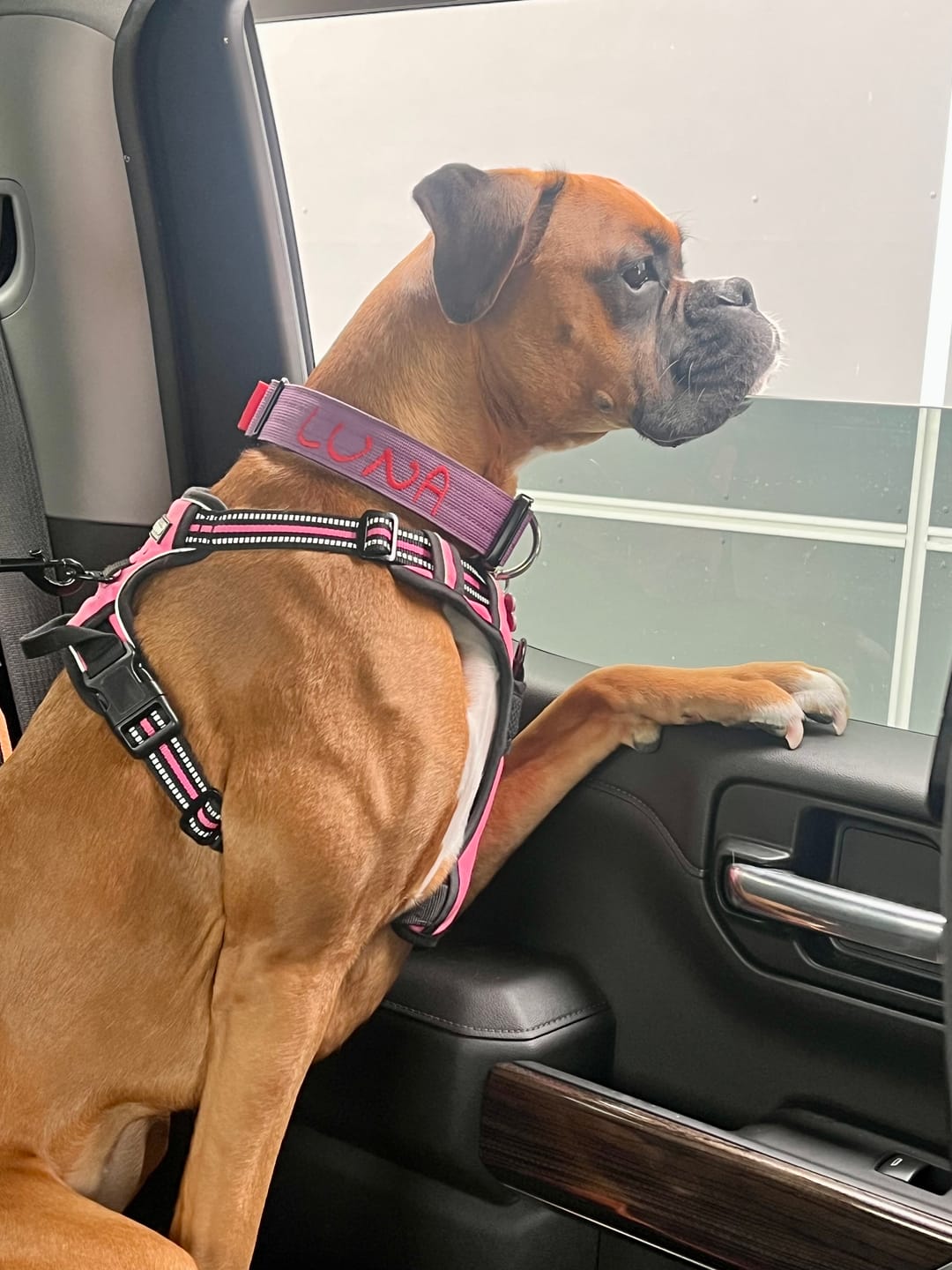Customer photo review of 1.5" Tacti Slim Dog Collar - Grape