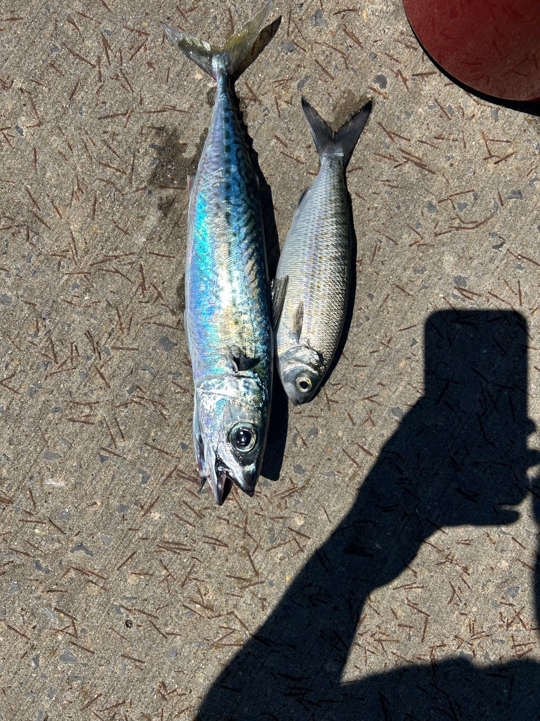 Customer photo review of 2.25 INCH (GUPPIE)