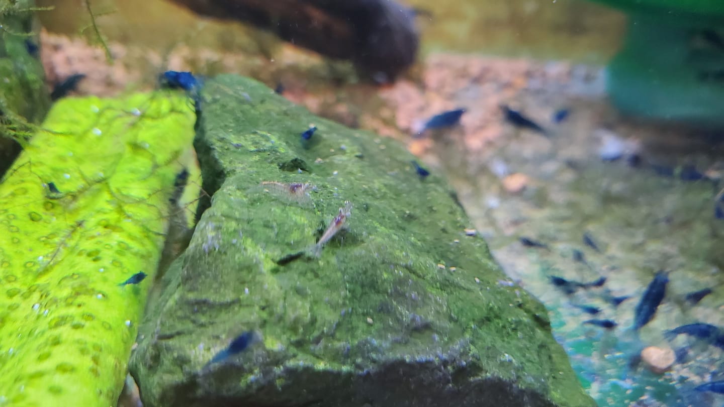 Customer photo review of Blue Dream Neocaridina Shrimp