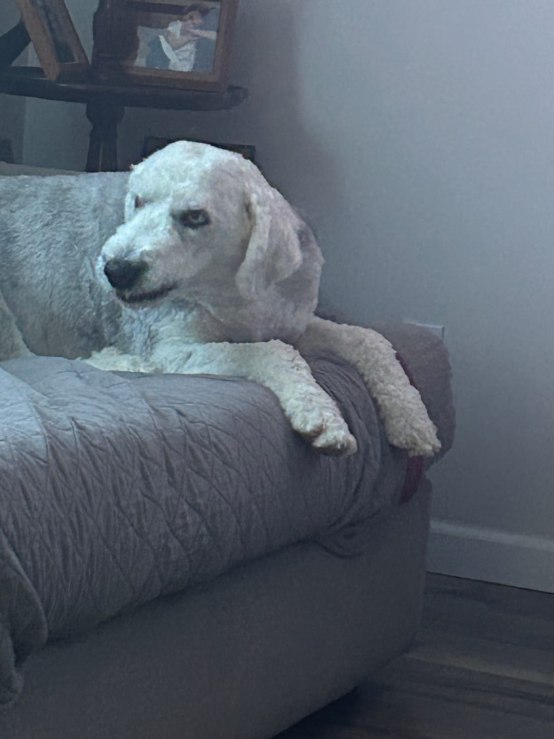 Customer photo review of Chicken Feet for Dogs