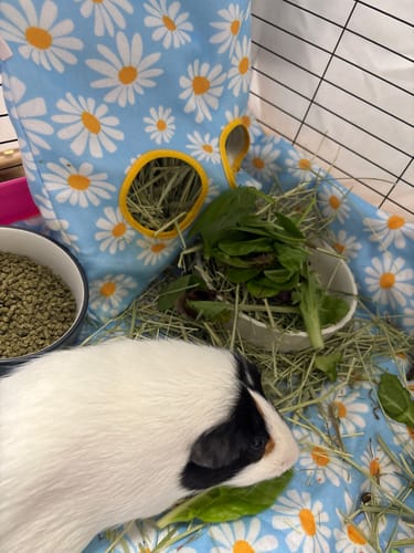 Customer photo review of Hay Bag | Daisy