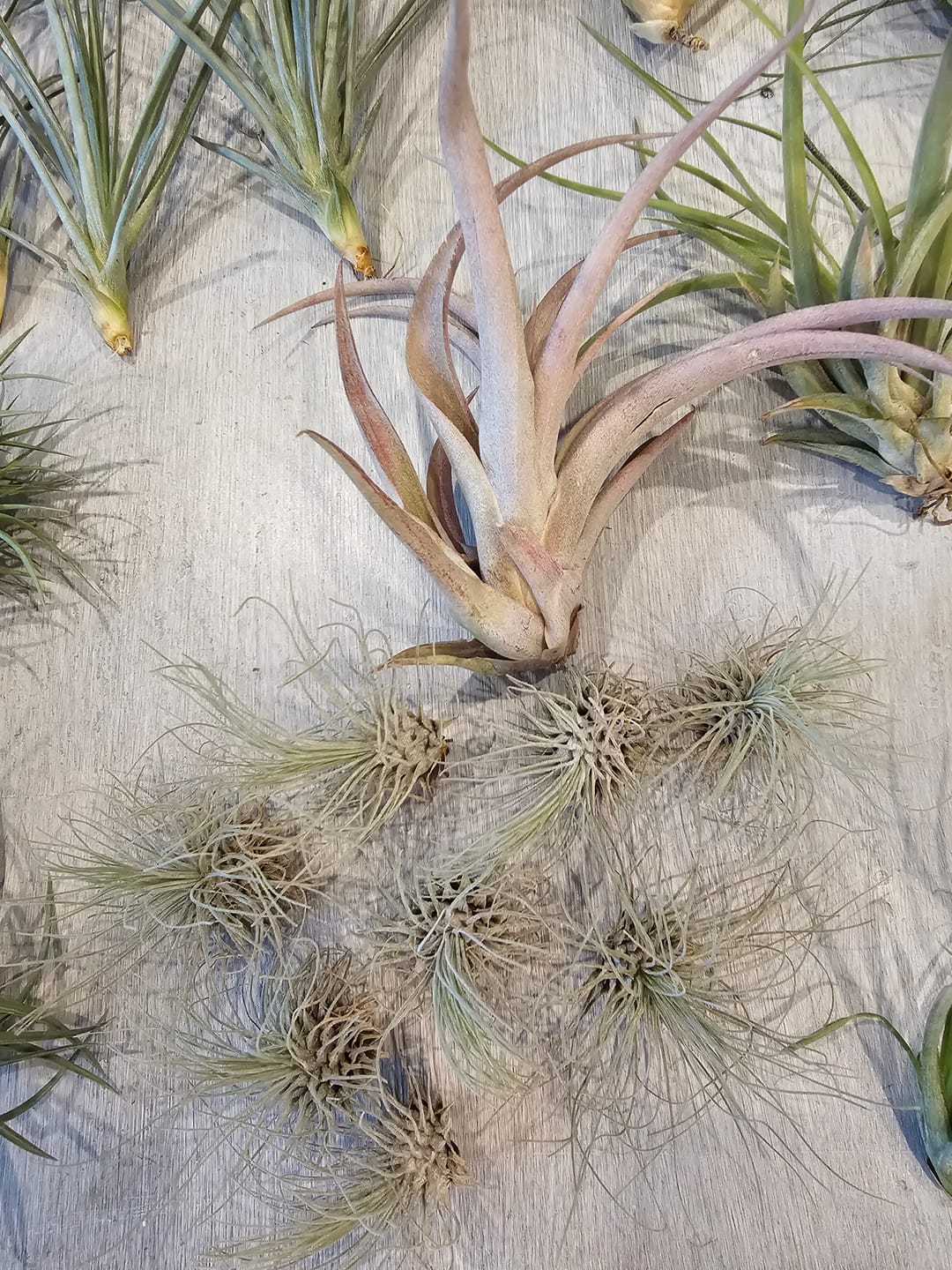 Customer photo review of B Quality Greenhouse Mix 10 Plant Pack