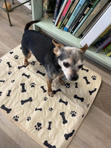 Customer photo review of Potty Buddy™ - Reusable Leak-Free Potty Pads