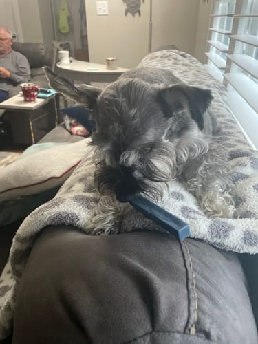 Customer photo review of Blueberry Yak Chews