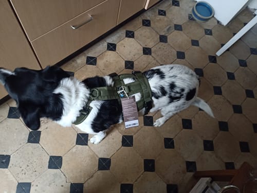 Customer photo review of Escape Proof Dog Harness SAFETY Red/Black | AnnyX