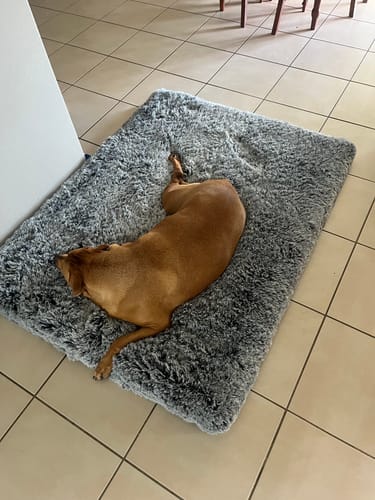 Customer photo review of PaWz Premium SuperMat Calming Bed