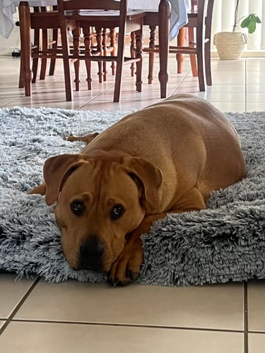 Customer photo review of PaWz Premium SuperMat Calming Bed