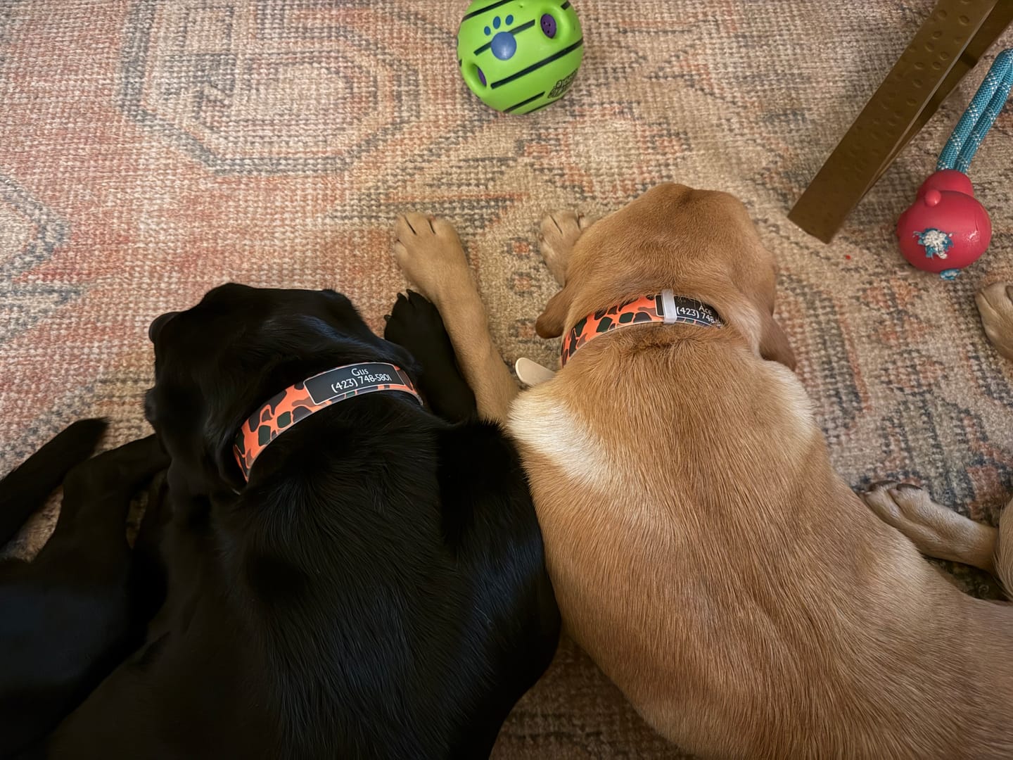 Customer photo review of CP - Orange Brigadier Camo Dog Collar