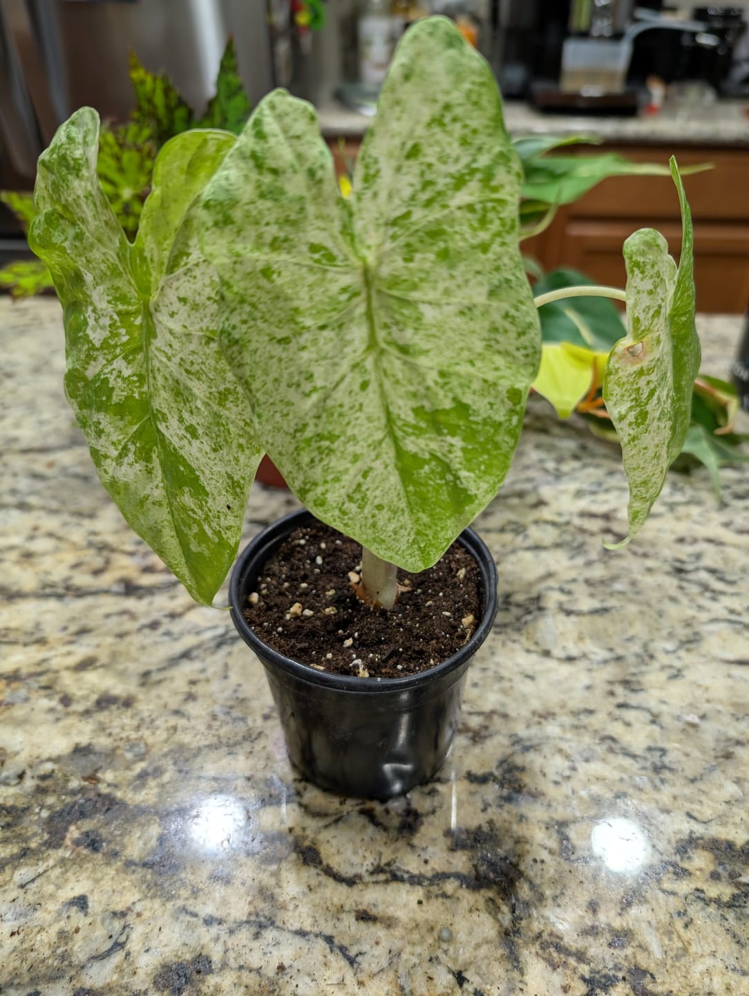 Customer photo review of Alocasia odora 'Batik'