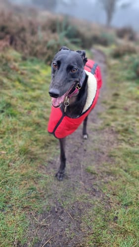 Customer photo review of Sherpa - Fleece Lined Sighthound Coat - Harness Hole - No Velcro