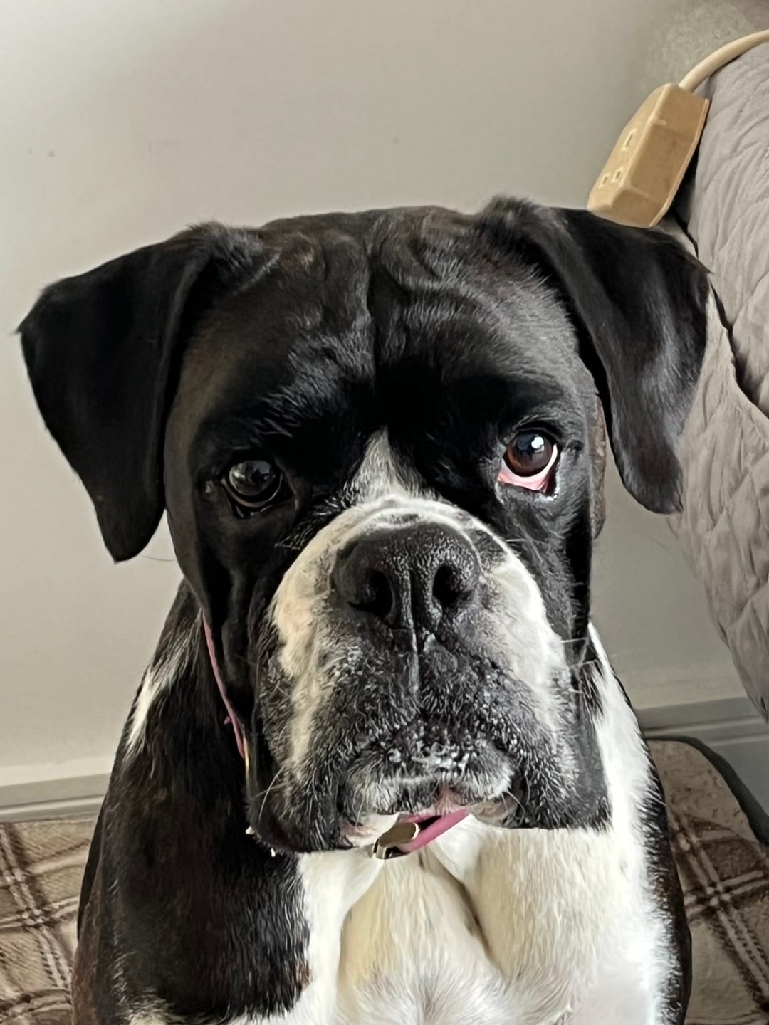 Customer photo review of Dog Gel