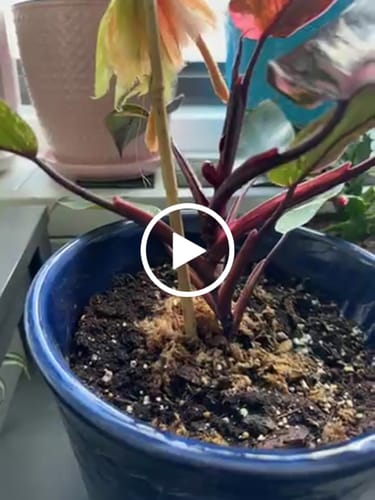 Customer video review of Philodendron Pink Princess Marble