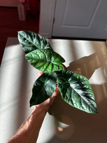 Customer photo review of Alocasia Sinuata 'Quilted Dreams'