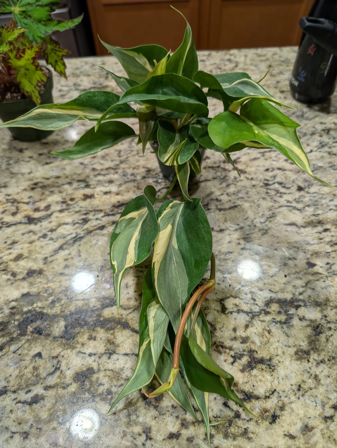 Customer photo review of Philodendron hederaceum 'Rio' - 3"