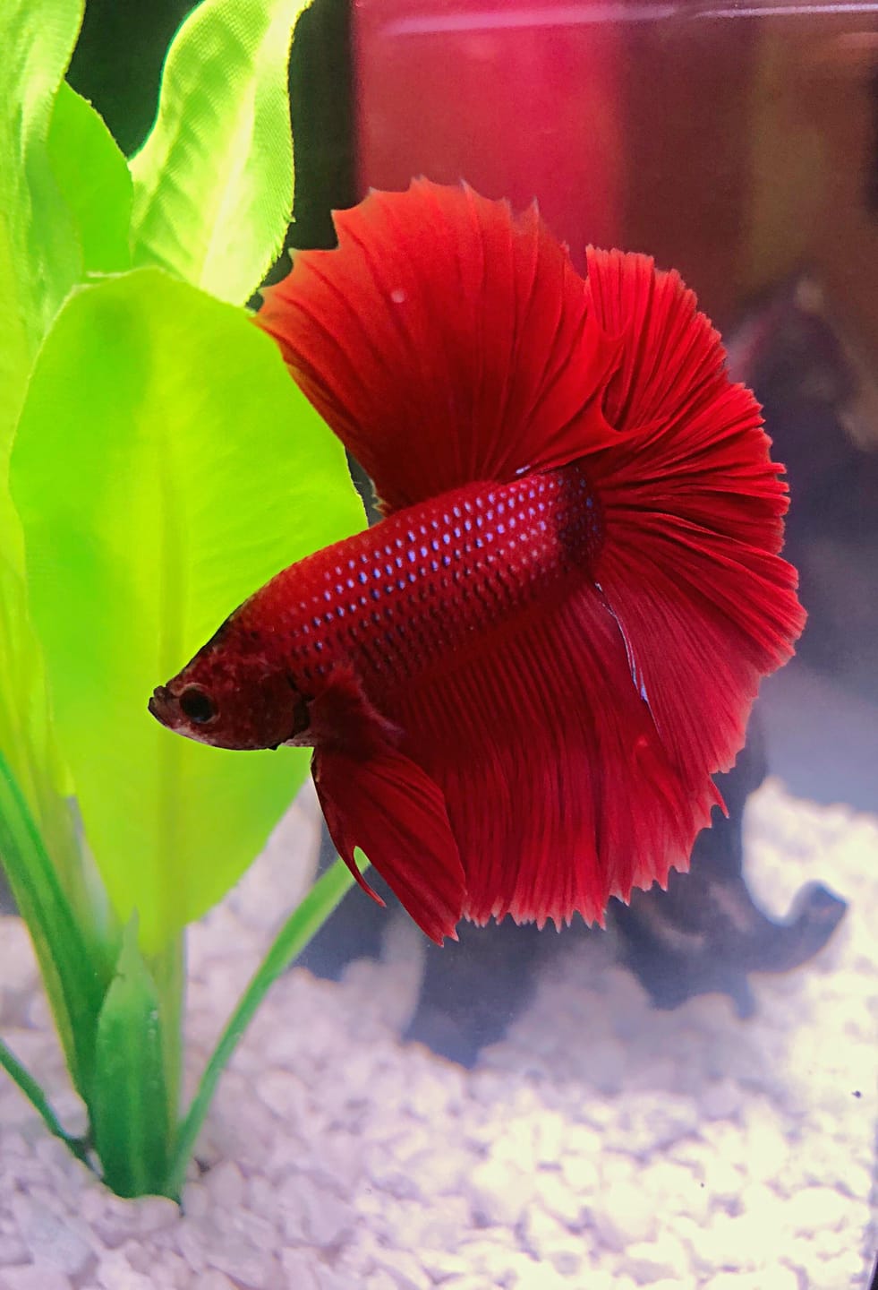 Customer photo review of Super Red Halfmoon Male Betta Fish