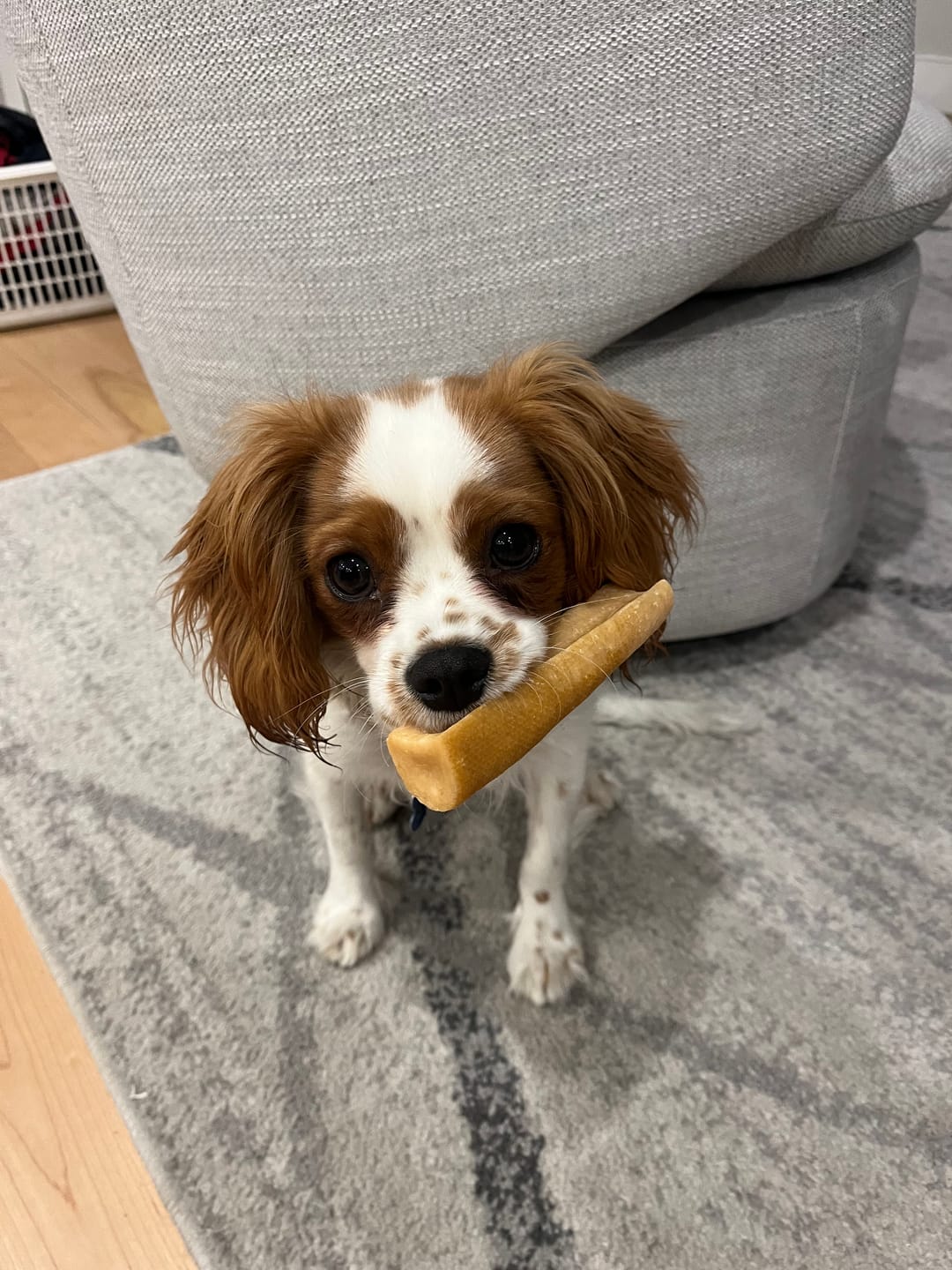 Customer photo review of 1 LB Chew Pack
