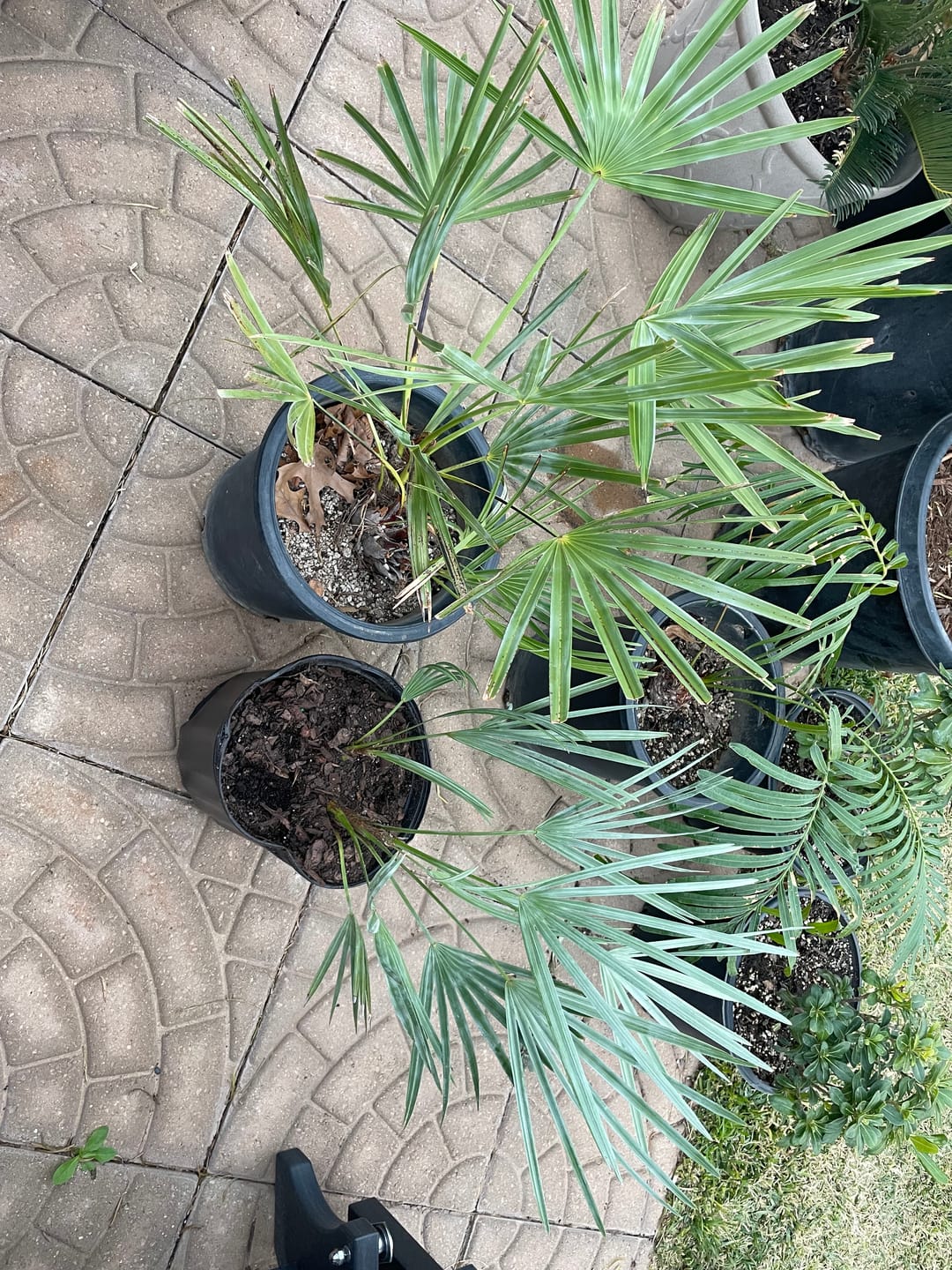 Customer photo review of Silver Saw Palmetto, Georgia Silver