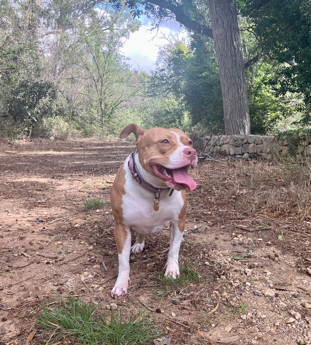 Customer photo review of Keepaws™ Leather AirTag Collar