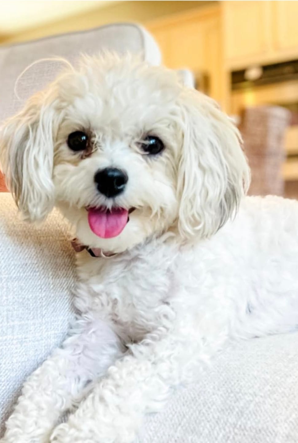 Customer photo review of Chewy Ostrich Knee Tendon: The Satisfying, Joint-Supporting Chew