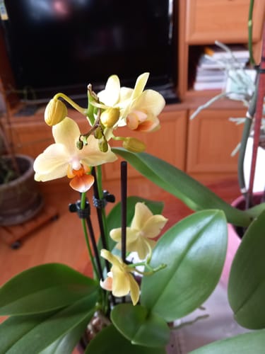 Customer photo review of Table Dance Farbmix im 2er Set mit 3 Rispen inkl. Keramik in rosa