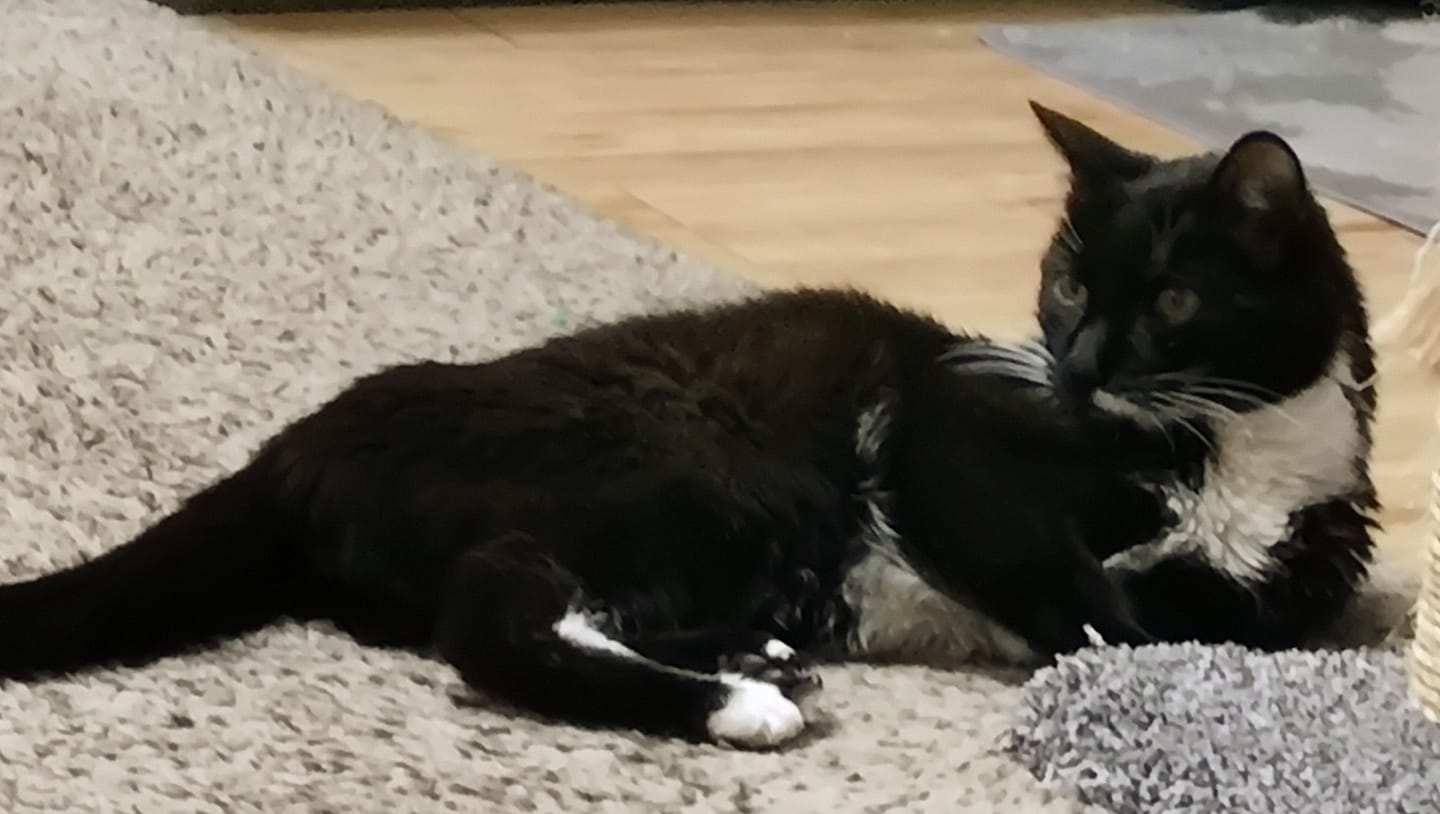 Customer photo review of Cat Weight Gain + Hyperthyroidism Support Remedy