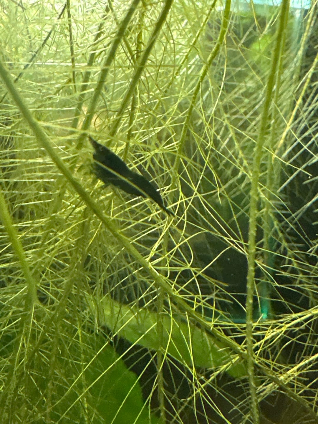 Customer photo review of Green Jade Neocaridina Shrimp