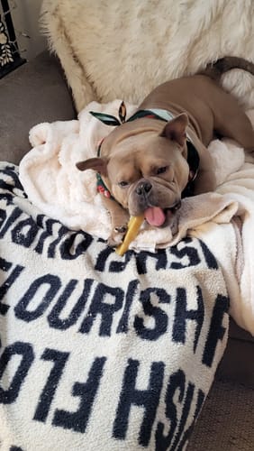 Customer photo review of TRADITIONAL HIMALAYAN YAK CHEWS | ALL SIZES