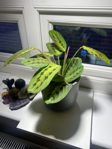 Customer photo review of Pianta Grow Light and Stelo Clip-On Bulb Holder Bundle