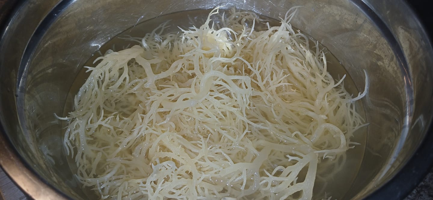 Customer photo review of Wildcrafted Sea Moss from the pristine waters of St. Lucia