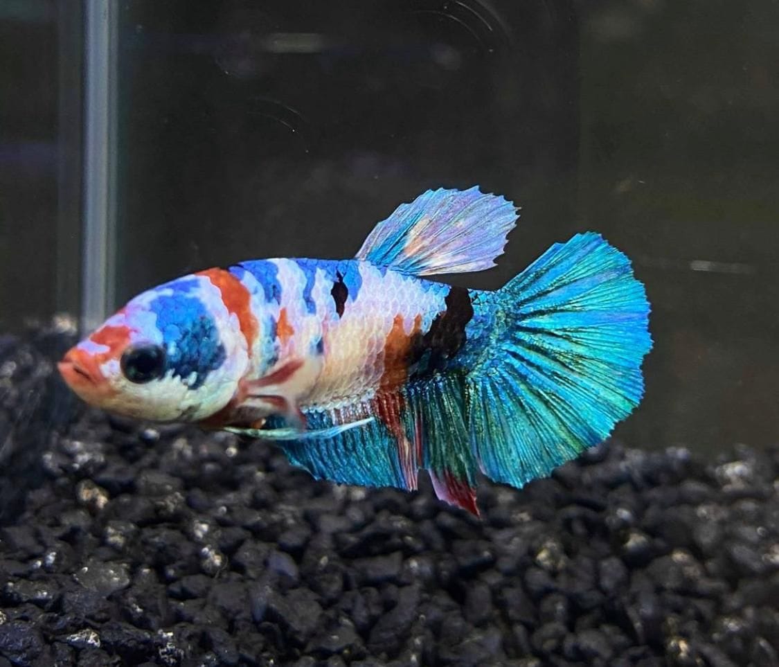 Customer photo review of Multicolor King Giant Plakat Male Betta Fish | Mystery Betta