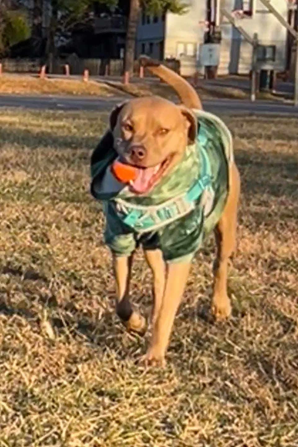 Customer photo review of Extra Thick Bully Sticks - 6 Inch