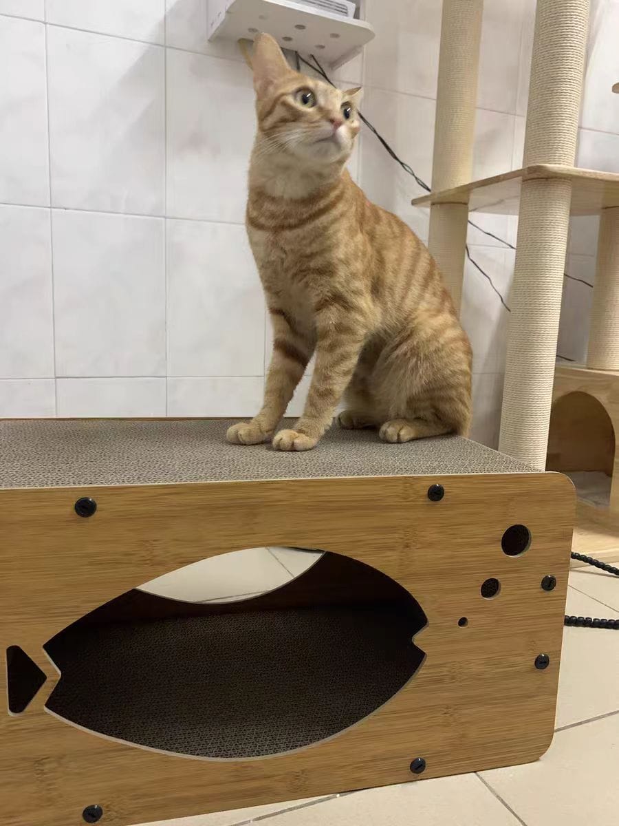Customer photo review of Niche pour chat Odyssée Féline