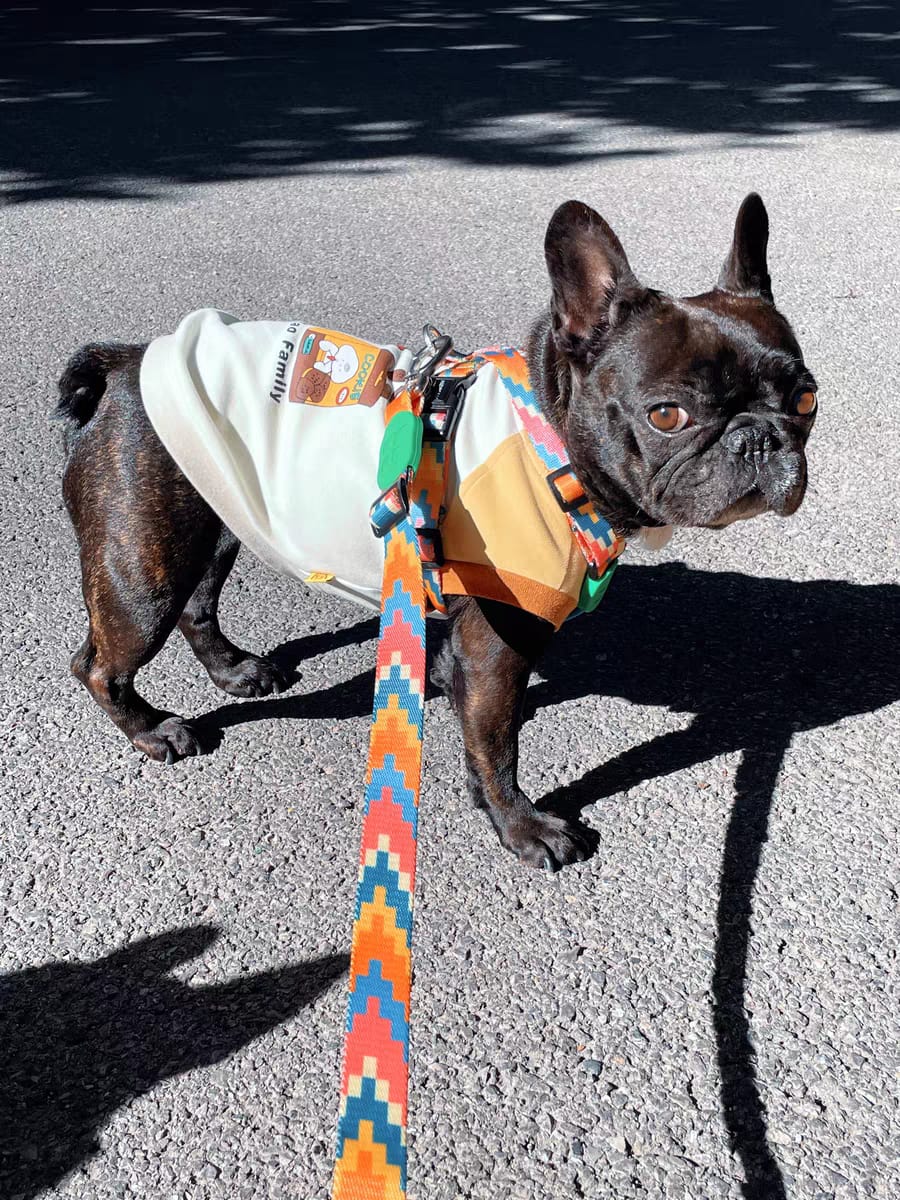 Customer photo review of Colorful PRO Protective Trachea Dog X Harness And 3-Way Buffer Traction Dog  Leash Set
