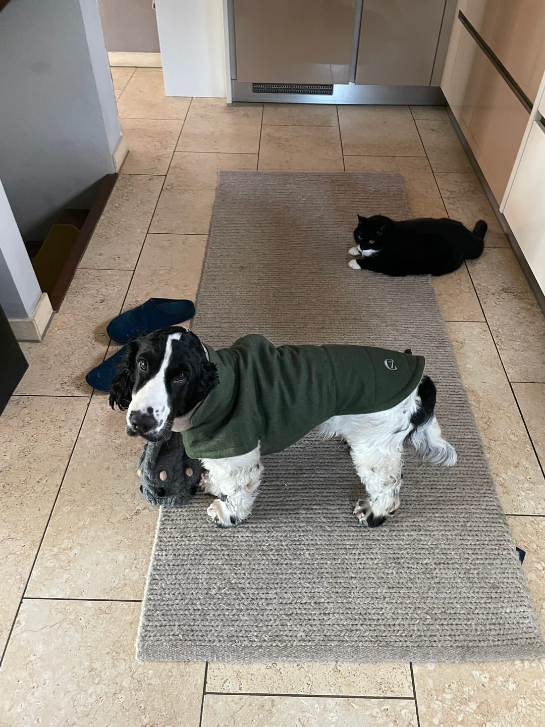 Customer photo review of CLOUD7 Hundemantel Brooklyn Flanell Fern Green