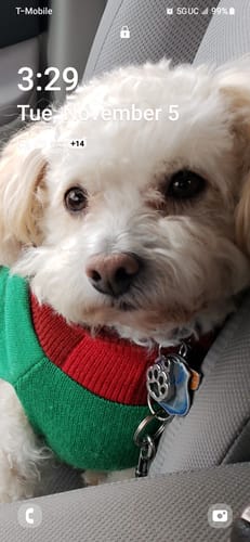 Customer photo review of Fresh Breathies Dental Health Chews