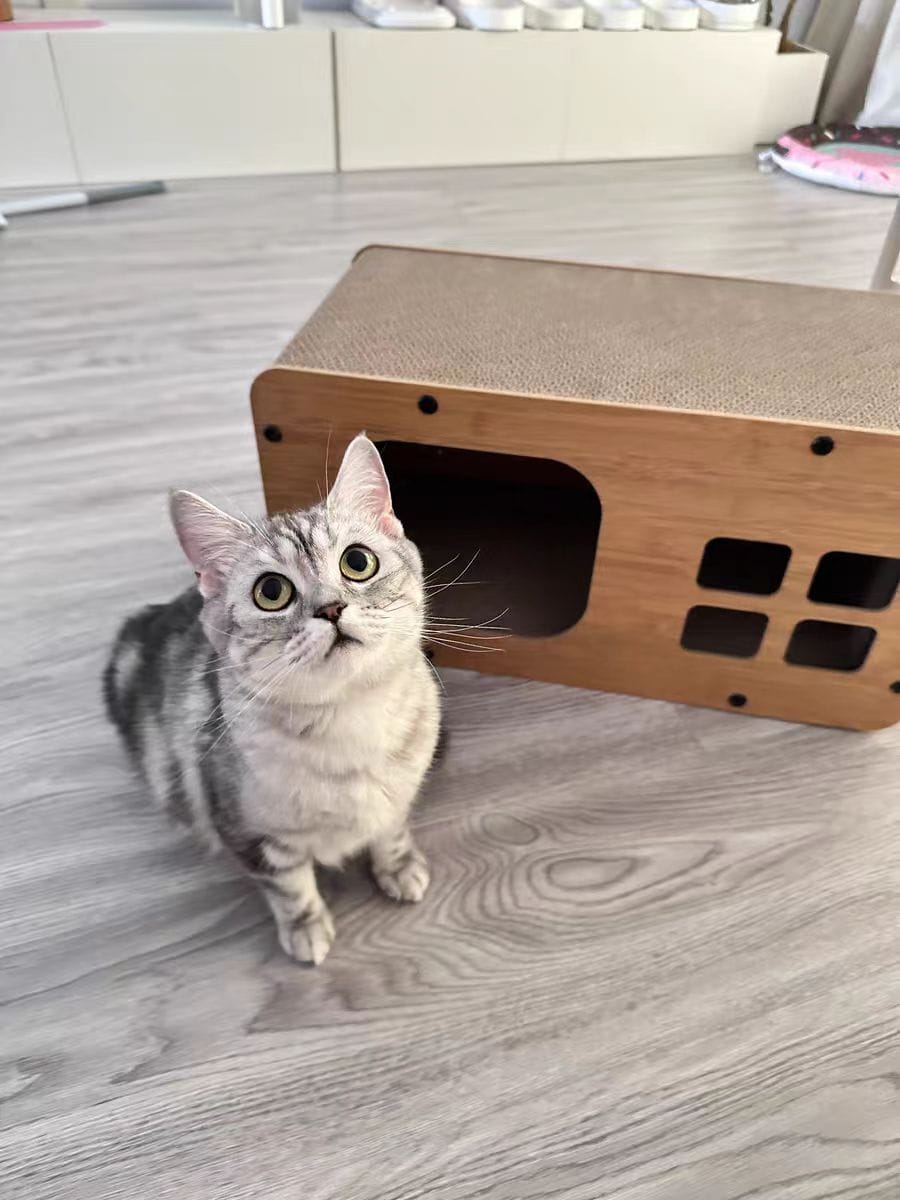 Customer photo review of Niche pour chat Odyssée Féline