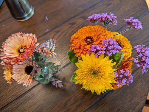 Customer photo review of Brazilian Vervain Verbena Seeds