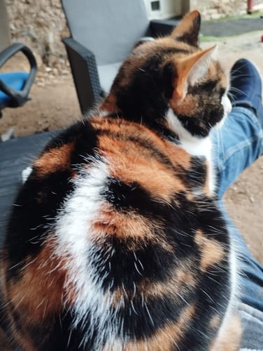 Avis photo d'un client sur Croquettes Chat Stérilisé Sans Céréales - Saumon
