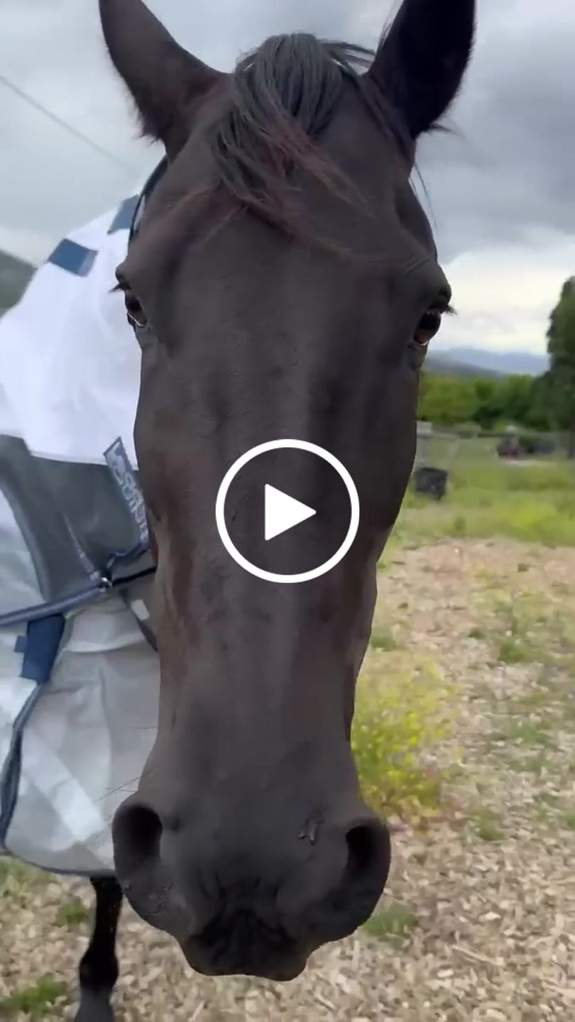 Customer video review of LE Breeze Summer Sheet with Fieldsafe Front