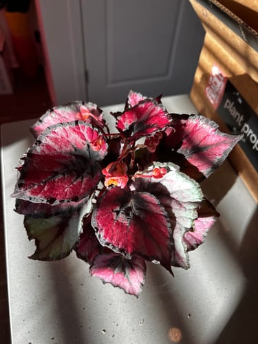 Customer photo review of Begonia Red Kiss
