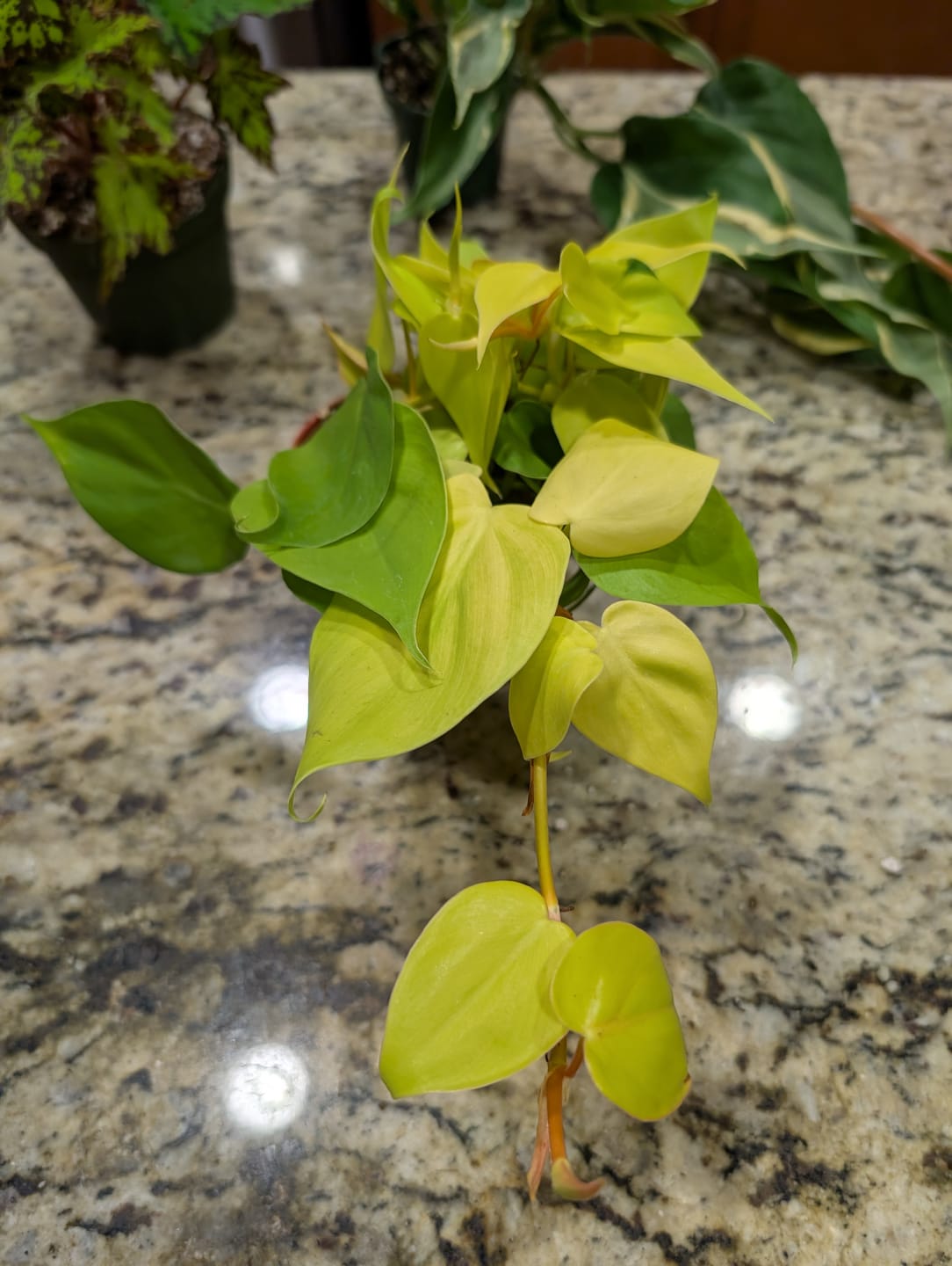 Customer photo review of Philodendron hederaceum 'Lemon Lime'