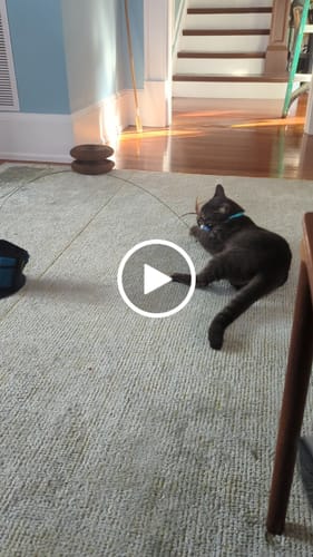 Customer video review of Interactive Bird Simulation Cat Toy Hybrid Bundle
